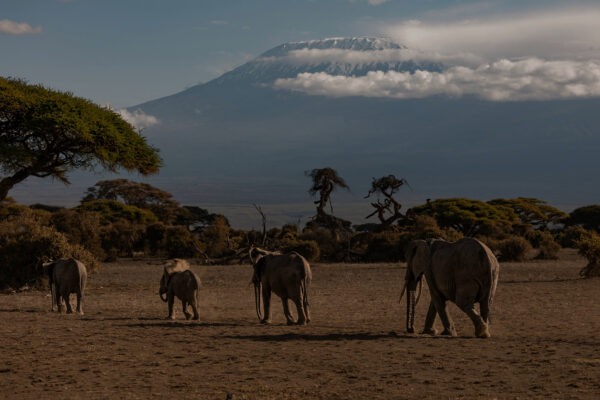 Olifanten die over de savanne lopen met de besneeuwde top van de Kilimanjaro op de achtergrond in Tanzania.